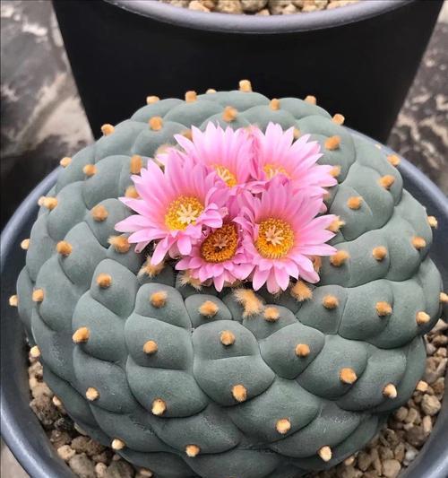 银冠的花象征着什么？银冠花的含义有哪些常见问题解答？