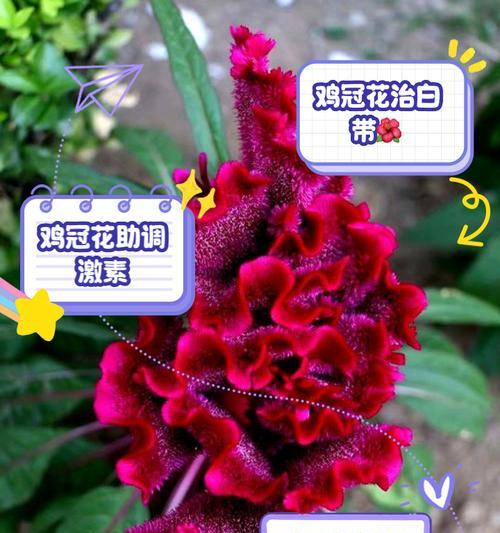 银冠的花象征着什么？银冠花的含义有哪些常见问题解答？