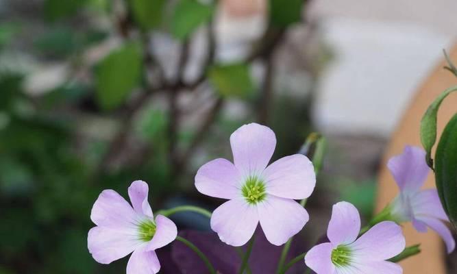 发财花有哪些？寓意发财的花卉种类和特点是什么？