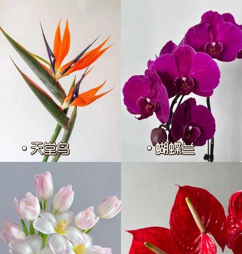 发财花有哪些？寓意发财的花卉种类和特点是什么？