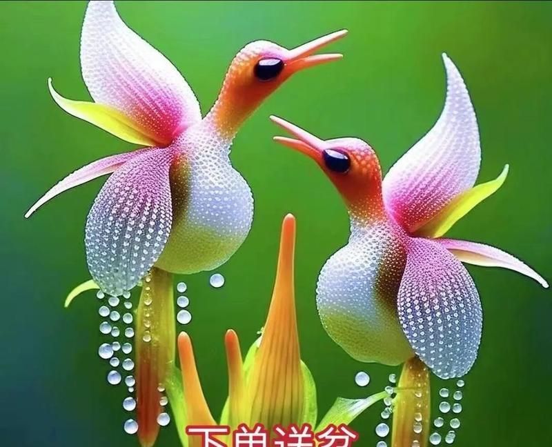 凤凰花的花语是什么？如何用凤凰花表达情感？