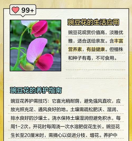 快乐健康的花语是什么？如何用花卉表达正面情感？