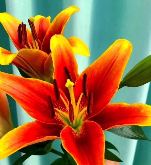 皇冠百合花的花语和寓意是什么？如何挑选和养护？