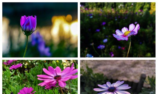 象征获得幸福的爱的花是什么花？这种花的花语有哪些含义？