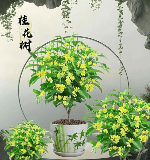 偷偷祝福你的花是什么花？寓意和特点有哪些？