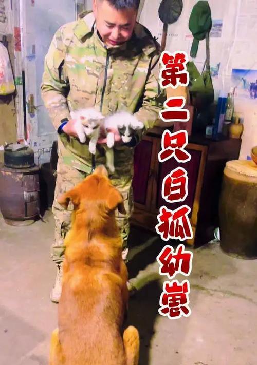 花狐狸的寓意象征是什么？花狐狸代表了哪些含义？
