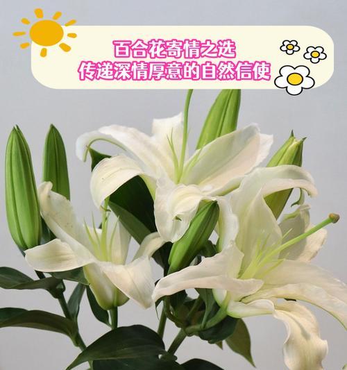 一天送一束花代表什么？花语背后的含义是什么？