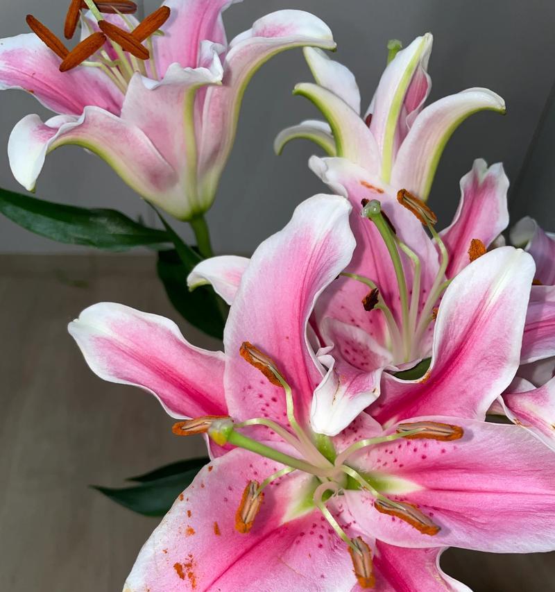 没有花粉的花代表什么含义？花粉缺失的花象征着什么？