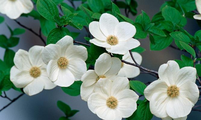 没有花粉的花代表什么含义？花粉缺失的花象征着什么？