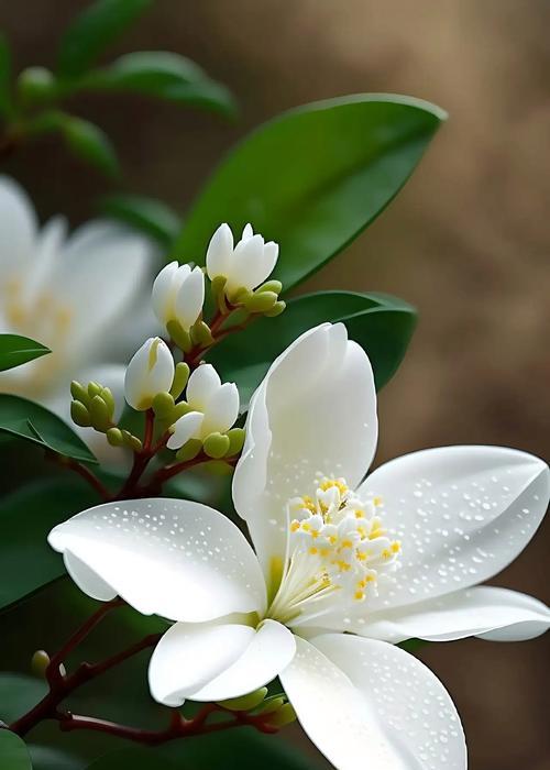 白色的花代表什么？白色花朵的象征意义有哪些？