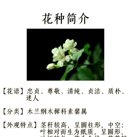 白色的花代表什么？白色花朵的象征意义有哪些？