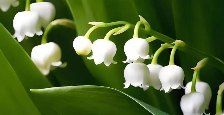 象征纯情的花是什么？哪种花最能代表纯真爱情？