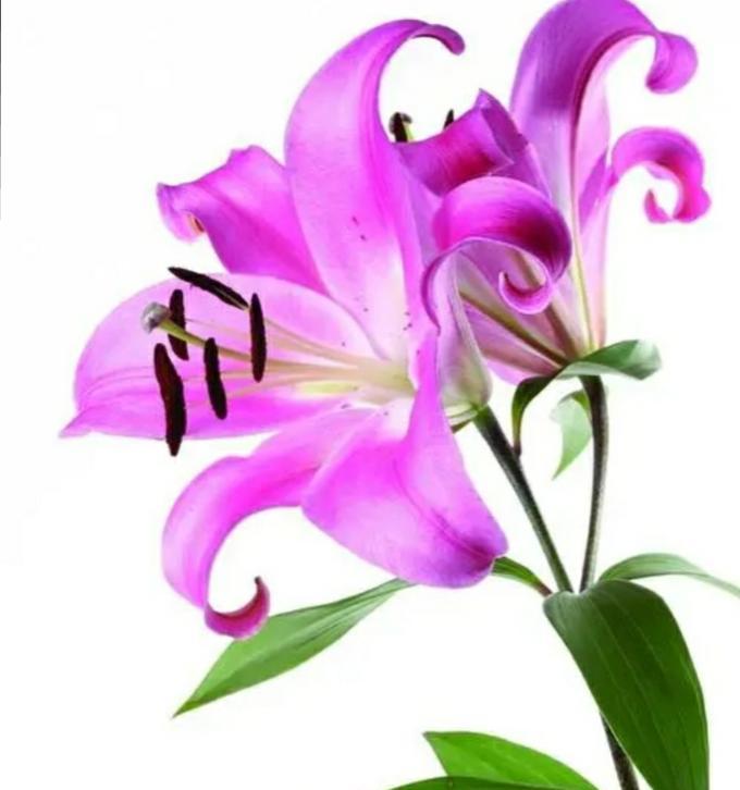 象征纯情的花是什么？哪种花最能代表纯真爱情？