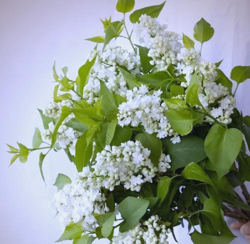 象征纯情的花是什么？哪种花最能代表纯真爱情？