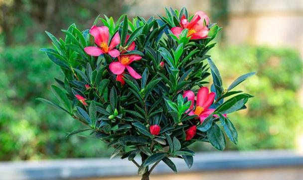 过年花的寓意是什么？各种花卉代表的含义有哪些？