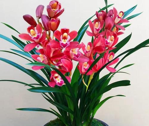过年花的寓意是什么？各种花卉代表的含义有哪些？