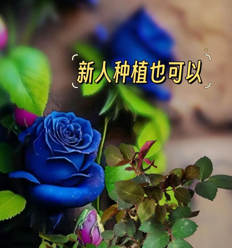 蓝色妖姬花语是什么意思？11朵蓝色妖姬代表什么含义？