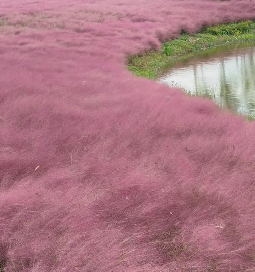 粉黛花语是什么意思？如何理解粉黛的花语含义？