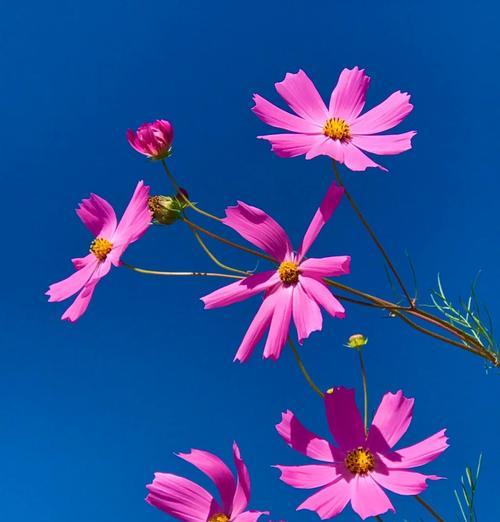波斯菊的花语是什么？如何正确解读波斯菊的含义？