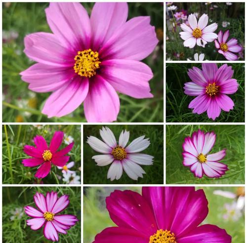 波斯菊的花语是什么？如何正确解读波斯菊的含义？