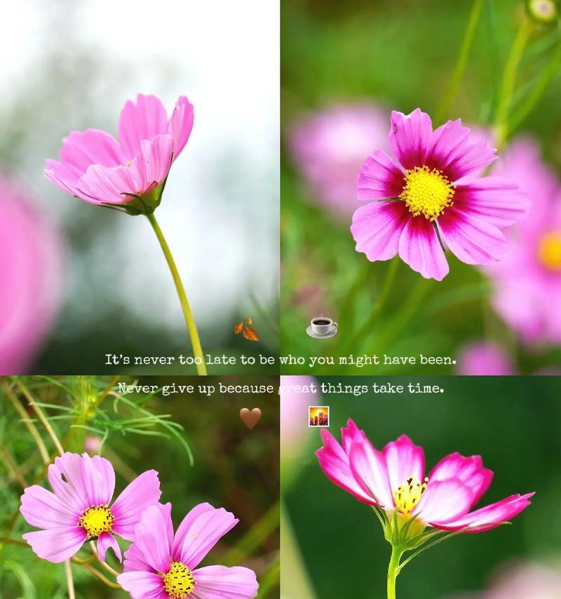 波斯菊的花语是什么？如何正确解读波斯菊的含义？