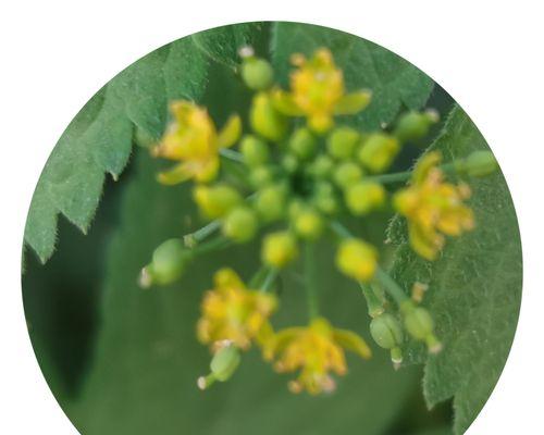 伞里放萝卜花的寓意是什么？这种传统习俗背后隐藏着什么含义？