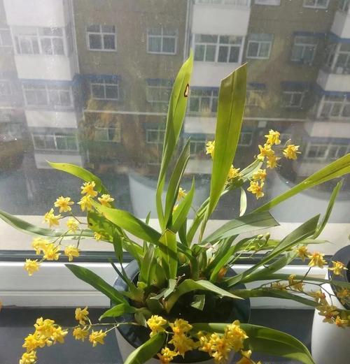 象征着隐藏的爱的花是什么？这种花的花语有哪些含义？