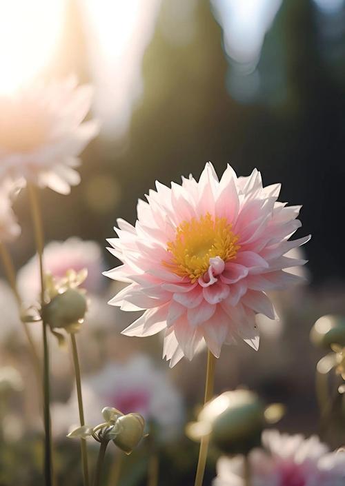 象征着隐藏的爱的花是什么？这种花的花语有哪些含义？