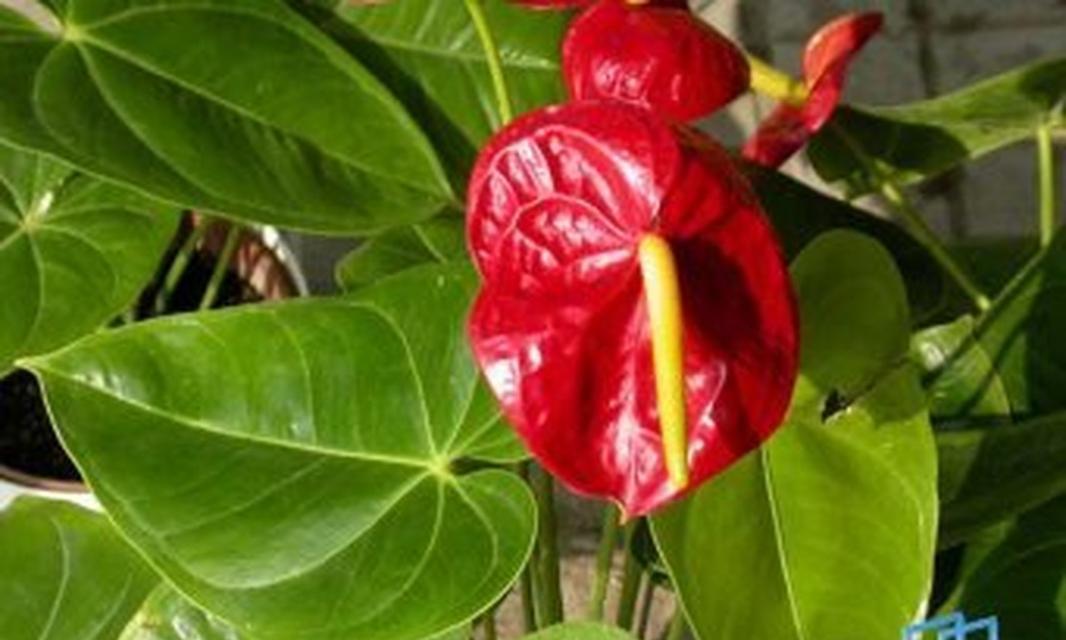 红鹅掌花的寓意和象征是什么？如何正确解读其花语？