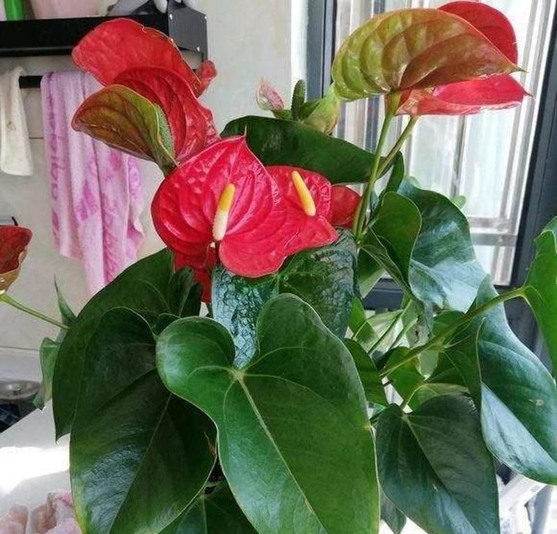红鹅掌花的寓意和象征是什么？如何正确解读其花语？