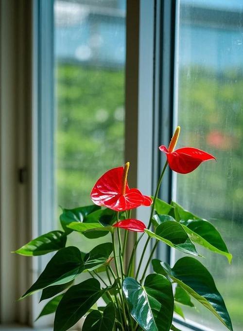 红鹅掌花的寓意和象征是什么？如何正确解读其花语？