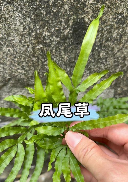 凤尾莲的花语是什么？如何正确解读凤尾莲的象征意义？