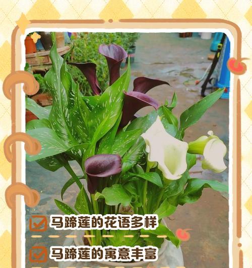 凤尾莲的花语是什么？如何正确解读凤尾莲的象征意义？