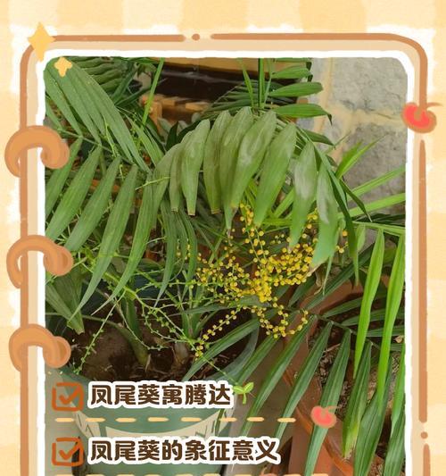 凤尾莲的花语是什么？如何正确解读凤尾莲的象征意义？