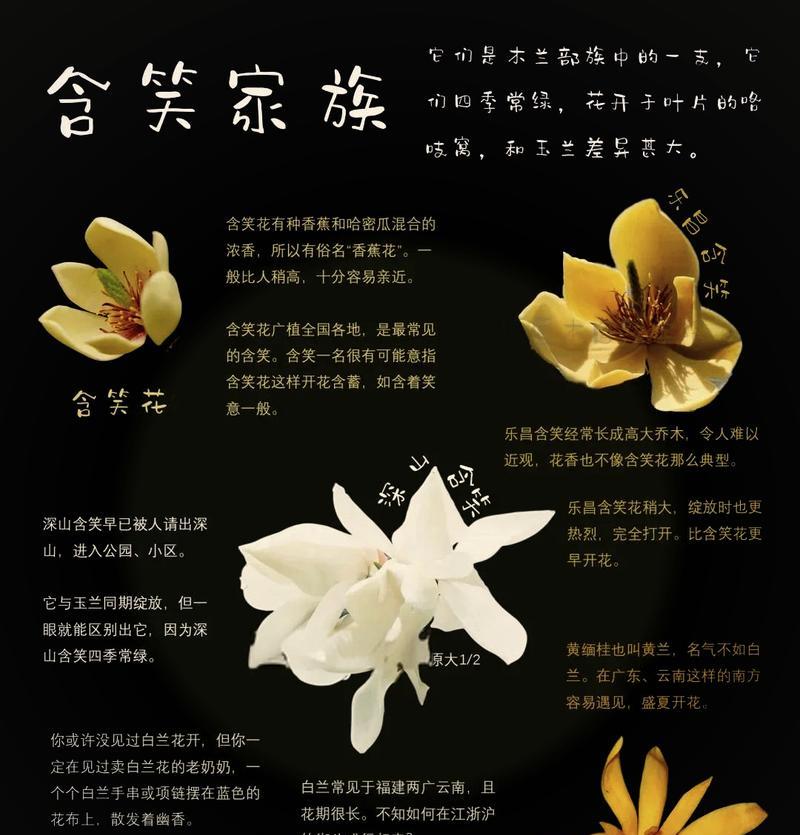 送香蕉的花语是什么？表达怎样的情感？