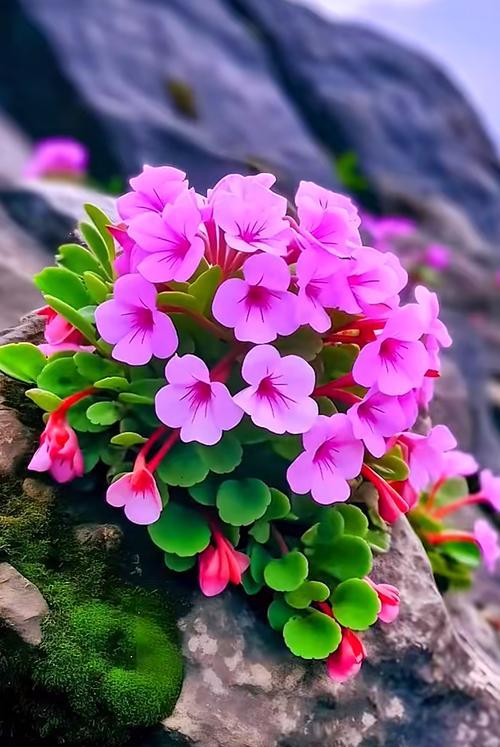 什么花的花语代表坚强？寻找象征坚韧不拔的花卉有哪些？
