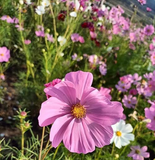 什么花的花语代表坚强？寻找象征坚韧不拔的花卉有哪些？