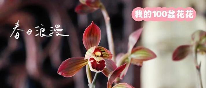墨兰花语是什么？了解墨兰的象征意义和文化背景？