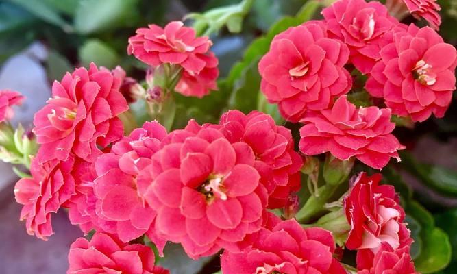 11月19日的花象征着什么？花语背后隐藏的含义是什么？
