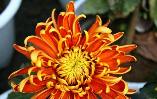11月19日的花象征着什么？花语背后隐藏的含义是什么？
