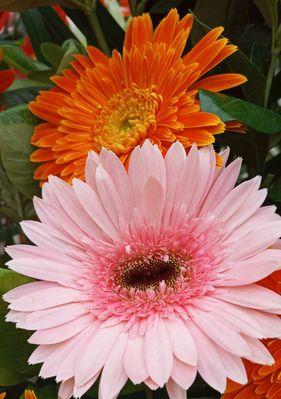 11月19日的花象征着什么？花语背后隐藏的含义是什么？