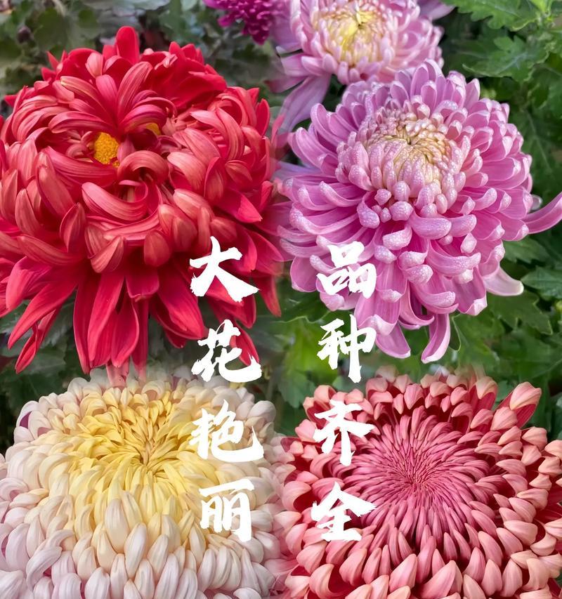 菊花花语是什么？了解菊花的象征意义和文化内涵？