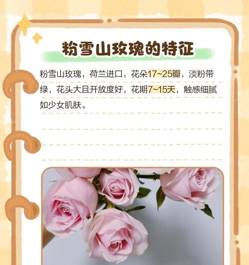 粉色玫瑰代表什么花语？粉色玫瑰的含义是什么？