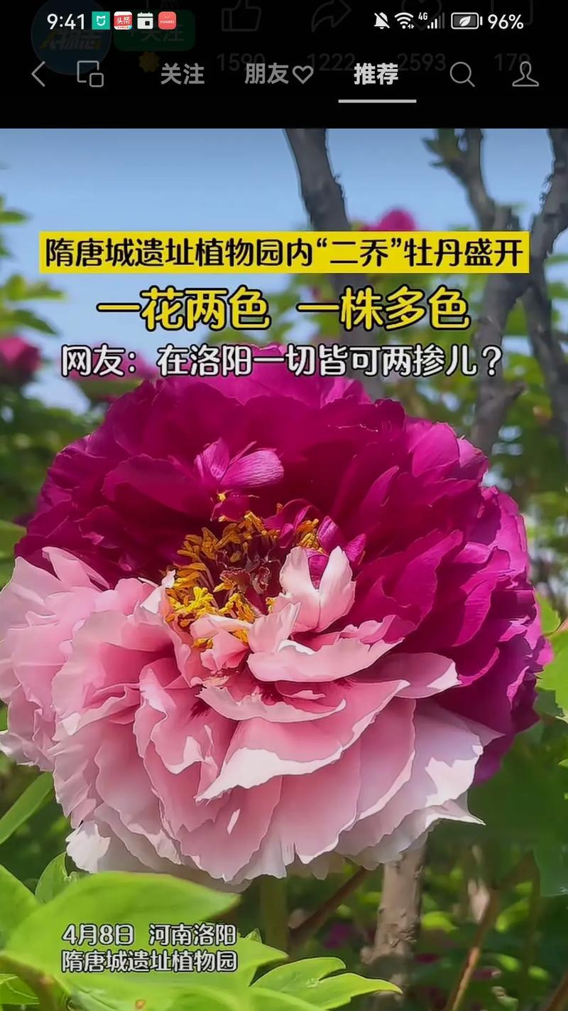 什么花开了花语是什么？如何解读不同花卉的含义？