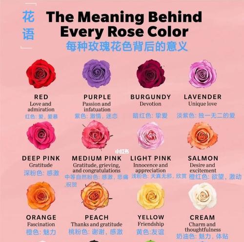 玫瑰花的花语是什么意思？不同颜色和数量的玫瑰代表什么？