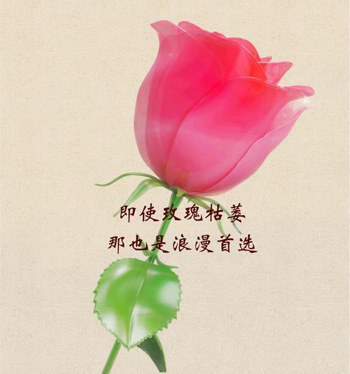 绿玫瑰代表什么含义？绿玫瑰的花语有哪些？