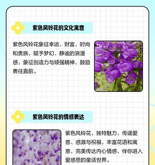 粉风铃花象征着什么？它的寓意有哪些？
