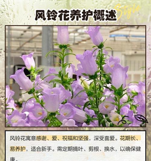 粉风铃花象征着什么？它的寓意有哪些？