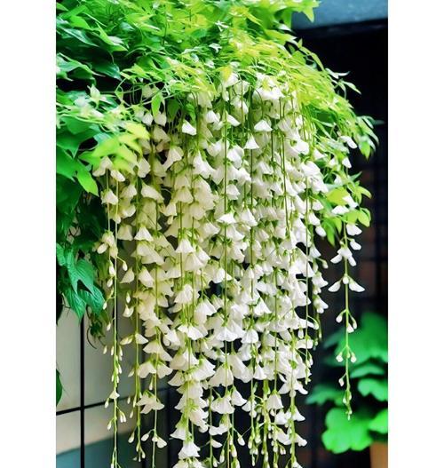 粉风铃花象征着什么？它的寓意有哪些？