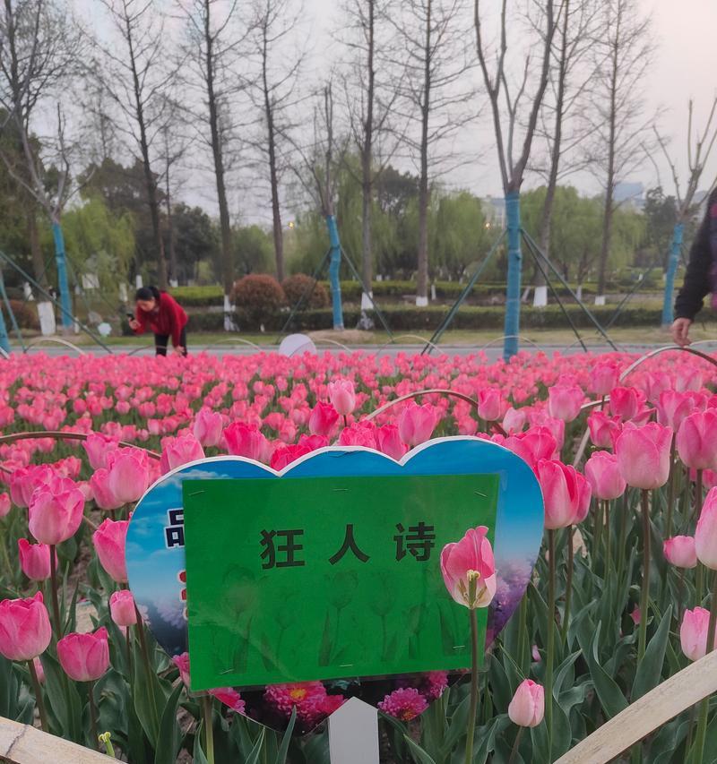 五响花代表什么含义？五响花的象征意义是什么？